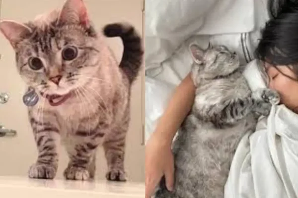 Meet Nala Cat The Instagram Star with a Ton of Fo