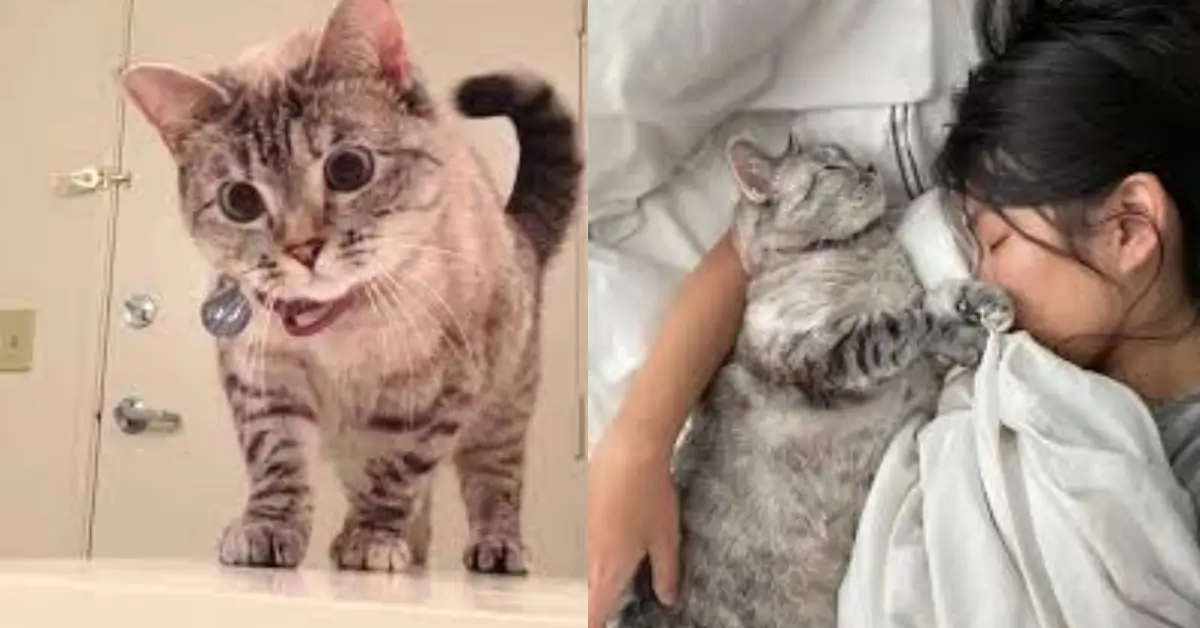 Meet Nala Cat The Instagram Star with a Ton of Fo